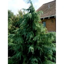 Himalaya Ceder Cedrus Deodara Potte 3,0 Liter,- 40-60 Cm. -Montoz Butik mi494 cedrus deodara c45d
