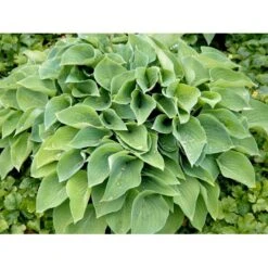 Funkia 'Blue Cadet' Hosta Hybrid 'Blue Cadet' 1 Liter Potte -Montoz Butik mi4980 hosta blue cadet 0a7f