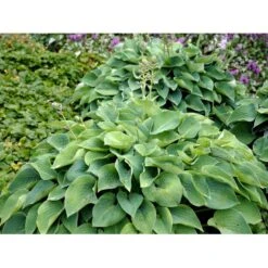 Funkia 'Blue Cadet' Hosta Hybrid 'Blue Cadet' 1 Liter Potte -Montoz Butik mi4980 hosta blue cadet 5b4a