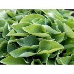 Funkia 'Blue Cadet' Hosta Hybrid 'Blue Cadet' 1 Liter Potte -Montoz Butik mi4980 hosta blue cadet f16a