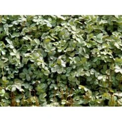 Blågrøn Tornnød Acaena Buchananii 10 Cm. Potte -Montoz Butik mi49 acaena buchananii 022c