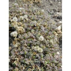 Blågrøn Tornnød Acaena Buchananii 10 Cm. Potte -Montoz Butik mi49 acaena buchananii 0f68