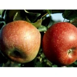 Æble 'Aroma' Malus X 'Aroma' 4-8 Grene. 120-160 Cm. Potte, (M7) -Montoz Butik mi5008 malus domestica aroma 079f