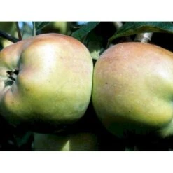 Æble 'Filippa' Malus X 'Filippa' Espalier 2 Etager,- Med Potte -Montoz Butik mi5022 malus domestica filippa 380d