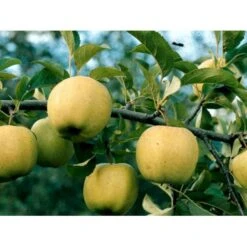 Æble 'Golden Delicious' Malus X 'Golden Delicious' 4-8 Grene, 150-200 Cm. 10 Liter Potte (A-2)