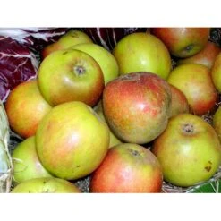 Æble 'Holsteiner Cox' Malus X 'Holsteiner Cox' 4-8 Grene. 120-160 Cm. Potte, (M7) -Montoz Butik mi5035 malus domestica holsteiner cox 256b