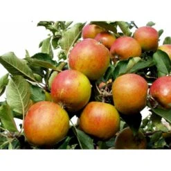 Æble 'Holsteiner Cox' Malus X 'Holsteiner Cox' 4-8 Grene. 120-160 Cm. Potte, (M7) -Montoz Butik mi5035 malus domestica holsteiner cox 271e