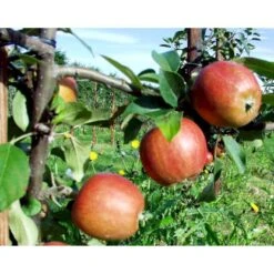 Æble 'Ildrød Pigeon' Malus X 'Ildrød Pigeon' 4-8 Grene. 120-160 Cm. Potte, (M7) -Montoz Butik mi5038 malus domestica ildroed pigeon 3fc8