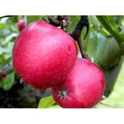 Æble 'Ildrød Pigeon' Malus X 'Ildrød Pigeon' 4-8 Grene. 120-160 Cm. Potte, (M7) -Montoz Butik mi5038 malus domestica ildroed pigeon a0fd