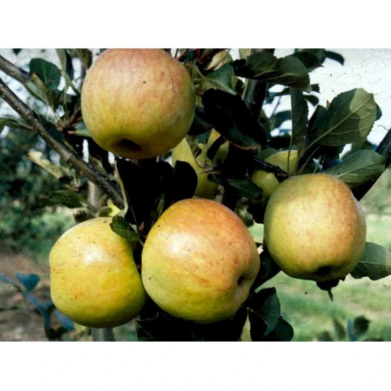 Æble 'James Grieve' Malus X 'James Grieve' Espalier 2 Etager,- Med Potte 5 Æble 'James Grieve' Malus X 'James Grieve' Espalier 2 Etager,- Med Potte - Billede 3