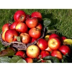 Æble 'Rubinola' Malus X 'Rubinola' Træ Med Sidegrene,- Stammeomkreds 20-25 Cm. Med Klump -Montoz Butik mi5064 malus domestica rubinola 6acf