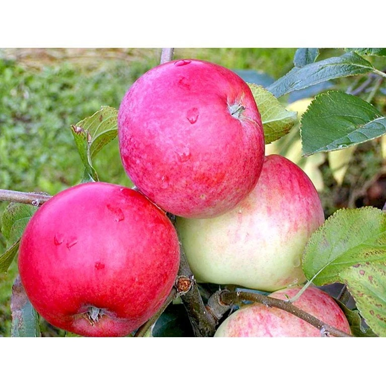 Æble 'Rød Ananas' Malus X 'Rød Ananas' Dværgtræ, 3-5 Grene, 6,7 Liter Potte, 80-100 Cm. 6 Æble 'Rød Ananas' Malus X 'Rød Ananas' Dværgtræ, 3-5 Grene, 6,7 Liter Potte, 80-100 Cm. - Billede 4