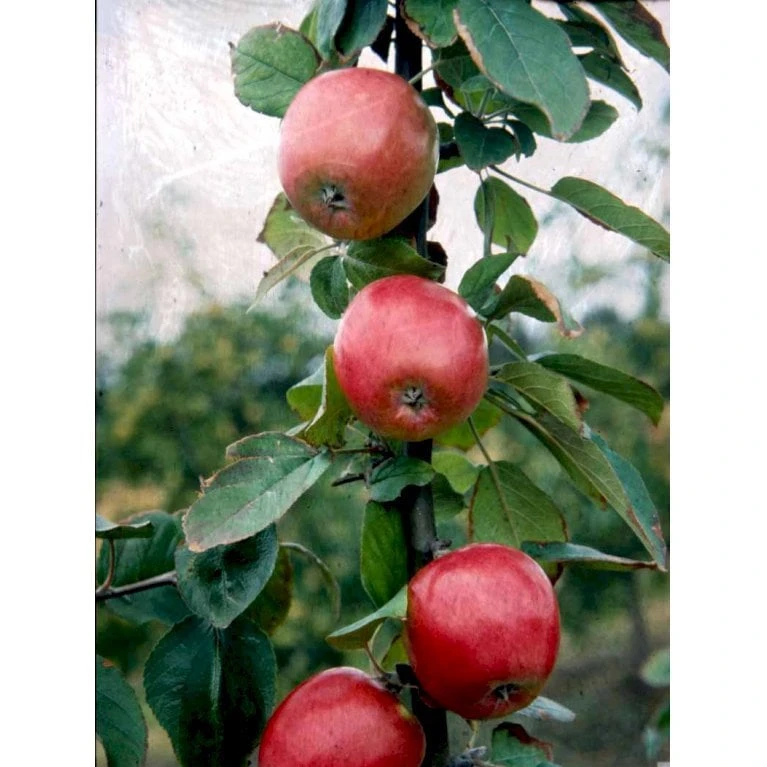 Æble 'Rød Ananas' Malus X 'Rød Ananas' Dværgtræ, 3-5 Grene, 6,7 Liter Potte, 80-100 Cm. 5 Æble 'Rød Ananas' Malus X 'Rød Ananas' Dværgtræ, 3-5 Grene, 6,7 Liter Potte, 80-100 Cm. - Billede 3
