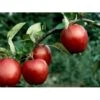 Æble 'Summerred' Malus X 'Summerred' Heister 175-200 Cm. Med Potte -Montoz Butik mi5073 malus domestica summerred 79a5