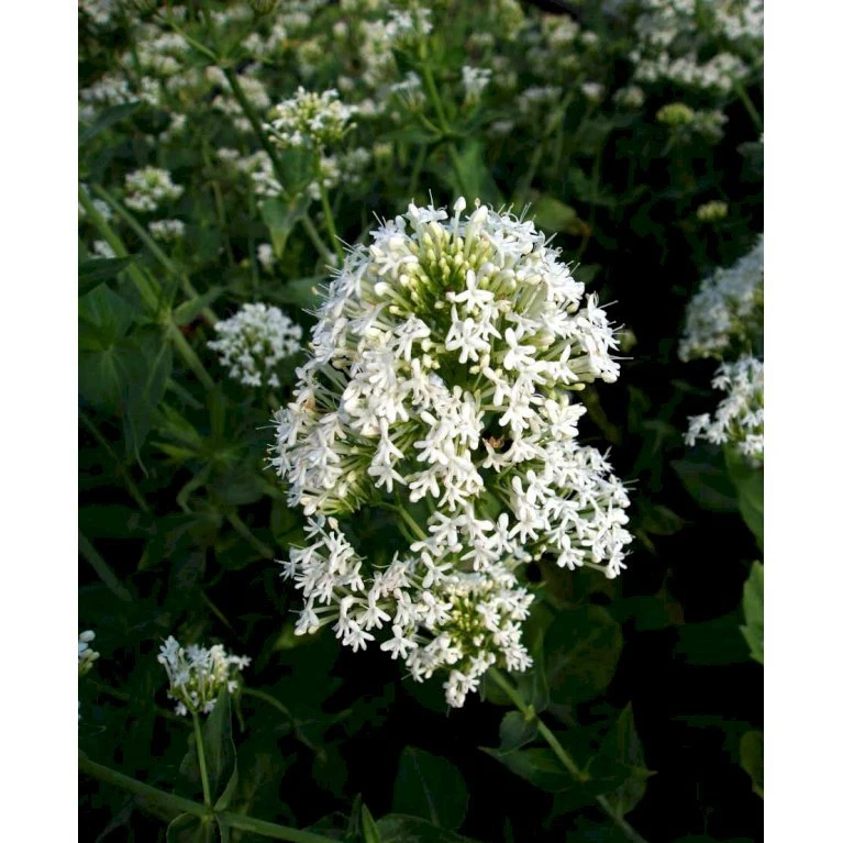 Sporebaldrian 'Albus' Centranthus Ruber 'Albus' 1 Liter Potte 6 Sporebaldrian 'Albus' Centranthus Ruber 'Albus' 1 Liter Potte - Billede 4