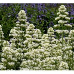 Sporebaldrian 'Albus' Centranthus Ruber 'Albus' 1 Liter Potte 11 Sporebaldrian 'Albus' Centranthus Ruber 'Albus' 1 Liter Potte -Montoz Butik mi507 centranthus ruber albus 854e