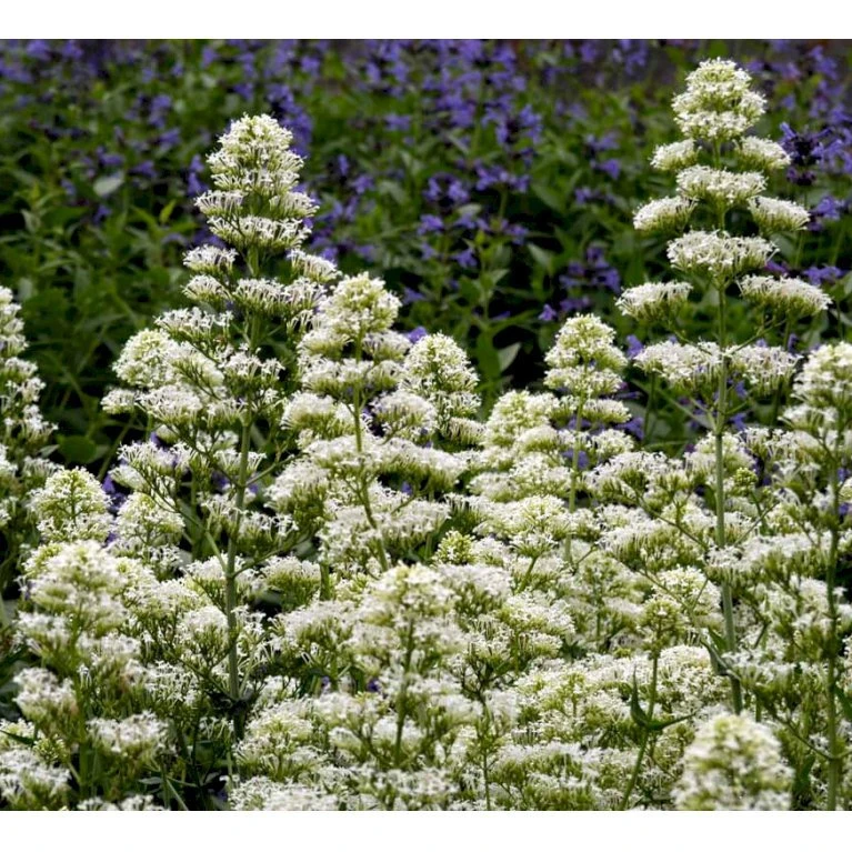 Sporebaldrian 'Albus' Centranthus Ruber 'Albus' 1 Liter Potte 7 Sporebaldrian 'Albus' Centranthus Ruber 'Albus' 1 Liter Potte - Billede 5