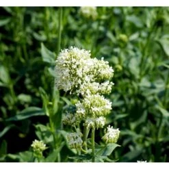 Sporebaldrian 'Albus' Centranthus Ruber 'Albus' 1 Liter Potte 9 Sporebaldrian 'Albus' Centranthus Ruber 'Albus' 1 Liter Potte -Montoz Butik mi507 centranthus ruber albus faaa