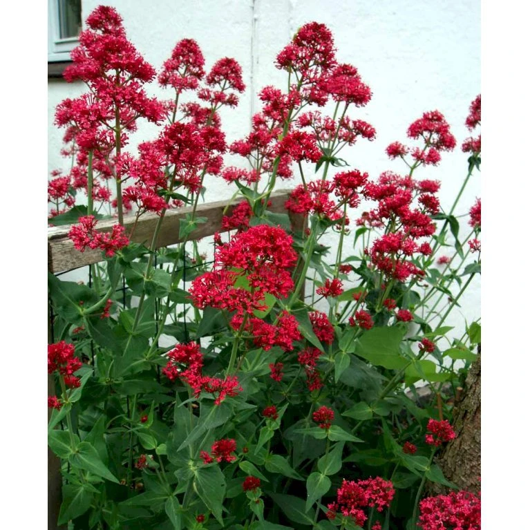 Sporebaldrian 'Coccineus' Centranthus Ruber 'Coccineus' 1 Liter Potte 5 Sporebaldrian 'Coccineus' Centranthus Ruber 'Coccineus' 1 Liter Potte - Billede 3