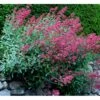 Sporebaldrian 'Coccineus' Centranthus Ruber 'Coccineus' 1 Liter Potte 2 Sporebaldrian 'Coccineus' Centranthus Ruber 'Coccineus' 1 Liter Potte -Montoz Butik mi508 centranthus ruber coccineus 1e36