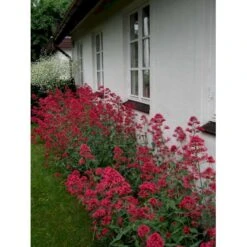 Sporebaldrian 'Coccineus' Centranthus Ruber 'Coccineus' 1 Liter Potte 12 Sporebaldrian 'Coccineus' Centranthus Ruber 'Coccineus' 1 Liter Potte -Montoz Butik mi508 centranthus ruber coccineus 7996