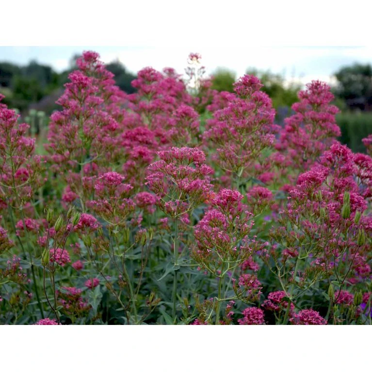 Sporebaldrian 'Coccineus' Centranthus Ruber 'Coccineus' 1 Liter Potte 8 Sporebaldrian 'Coccineus' Centranthus Ruber 'Coccineus' 1 Liter Potte - Billede 6