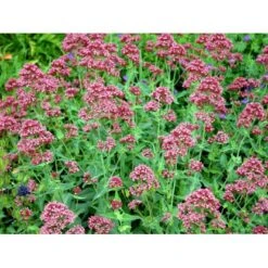 Sporebaldrian 'Coccineus' Centranthus Ruber 'Coccineus' 1 Liter Potte 13 Sporebaldrian 'Coccineus' Centranthus Ruber 'Coccineus' 1 Liter Potte -Montoz Butik mi508 centranthus ruber coccineus 90d5