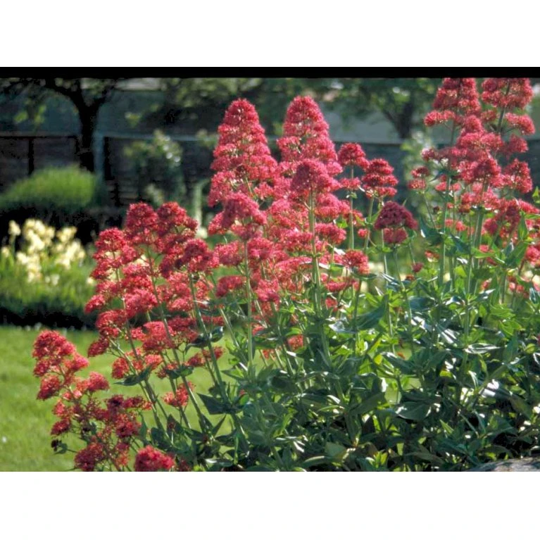 Sporebaldrian 'Coccineus' Centranthus Ruber 'Coccineus' 1 Liter Potte 9 Sporebaldrian 'Coccineus' Centranthus Ruber 'Coccineus' 1 Liter Potte - Billede 7
