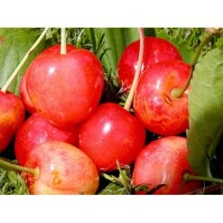 Sød Kirsebær 'Merton Glory' - Kræver Bestøver Prunus X 'Merton Glory' - Kræver Bestøver 4-8 Grene, 130-170 Cm. 10 Liter Potte (Colt) 7 Sød Kirsebær 'Merton Glory' - Kræver Bestøver Prunus X 'Merton Glory' - Kræver Bestøver 4-8 Grene, 130-170 Cm. 10 Liter Potte (Colt) -Montoz Butik mi5148 prunus avium merton glory 94ce