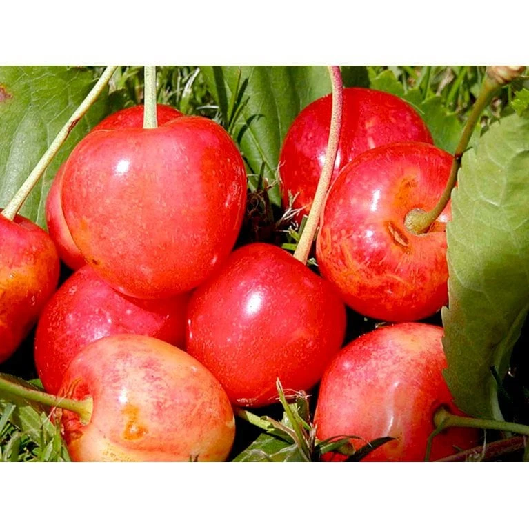 Sød Kirsebær 'Merton Glory' - Kræver Bestøver Prunus X 'Merton Glory' - Kræver Bestøver 4-8 Grene, 130-170 Cm. 10 Liter Potte (Colt) 5 Sød Kirsebær 'Merton Glory' - Kræver Bestøver Prunus X 'Merton Glory' - Kræver Bestøver 4-8 Grene, 130-170 Cm. 10 Liter Potte (Colt) - Billede 3