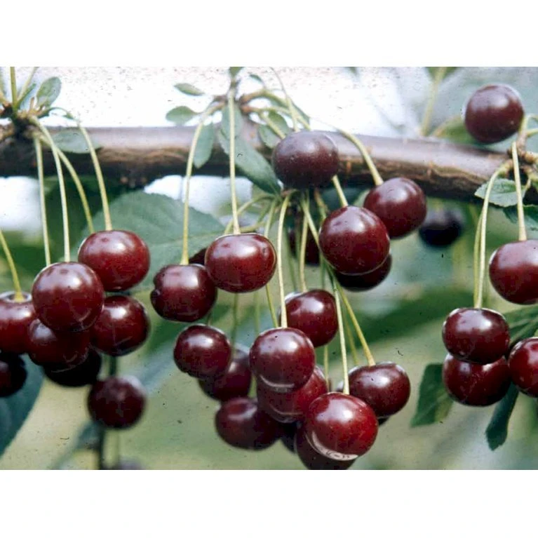 Stevnsbær (kirsebær, Sure) - Selvbestøvende Prunus X Stevnsbær- Selvbestøvende 4-8 Grene, 130-170 Cm. 10 Liter Potte (Colt) 3 Stevnsbær (kirsebær, Sure) - Selvbestøvende Prunus X Stevnsbær- Selvbestøvende 4-8 Grene, 130-170 Cm. 10 Liter Potte (Colt)