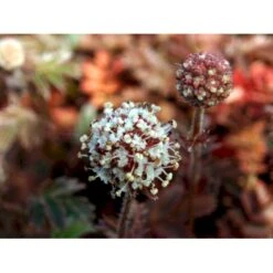 New Zealandsk Tornnød 'Kupferteppich' Acaena Microphylla 'Kupferteppich' 10 Cm. Potte 9 New Zealandsk Tornnød 'Kupferteppich' Acaena Microphylla 'Kupferteppich' 10 Cm. Potte -Montoz Butik mi51 acaena microphylla kupferteppich 6433