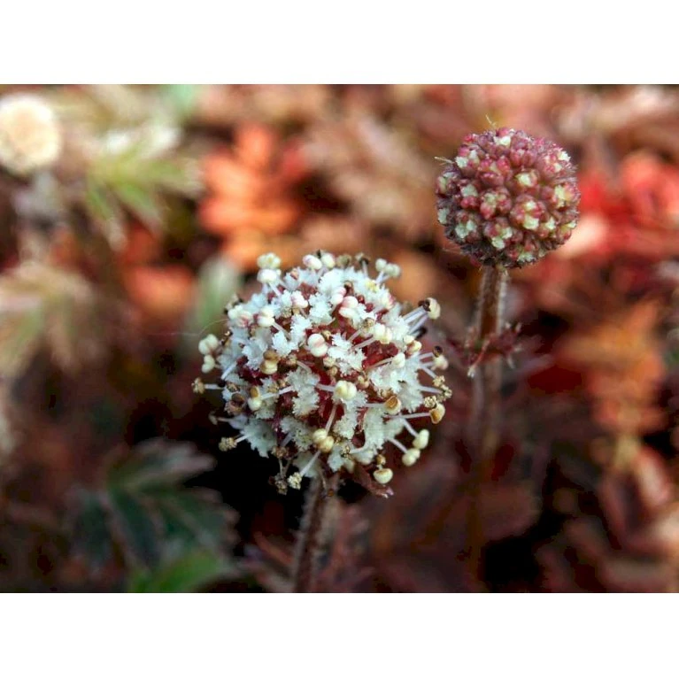 New Zealandsk Tornnød 'Kupferteppich' Acaena Microphylla 'Kupferteppich' 10 Cm. Potte 6 New Zealandsk Tornnød 'Kupferteppich' Acaena Microphylla 'Kupferteppich' 10 Cm. Potte - Billede 4