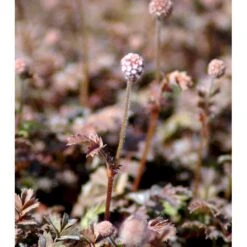 New Zealandsk Tornnød 'Kupferteppich' Acaena Microphylla 'Kupferteppich' 10 Cm. Potte 8 New Zealandsk Tornnød 'Kupferteppich' Acaena Microphylla 'Kupferteppich' 10 Cm. Potte -Montoz Butik mi51 acaena microphylla kupferteppich e8be