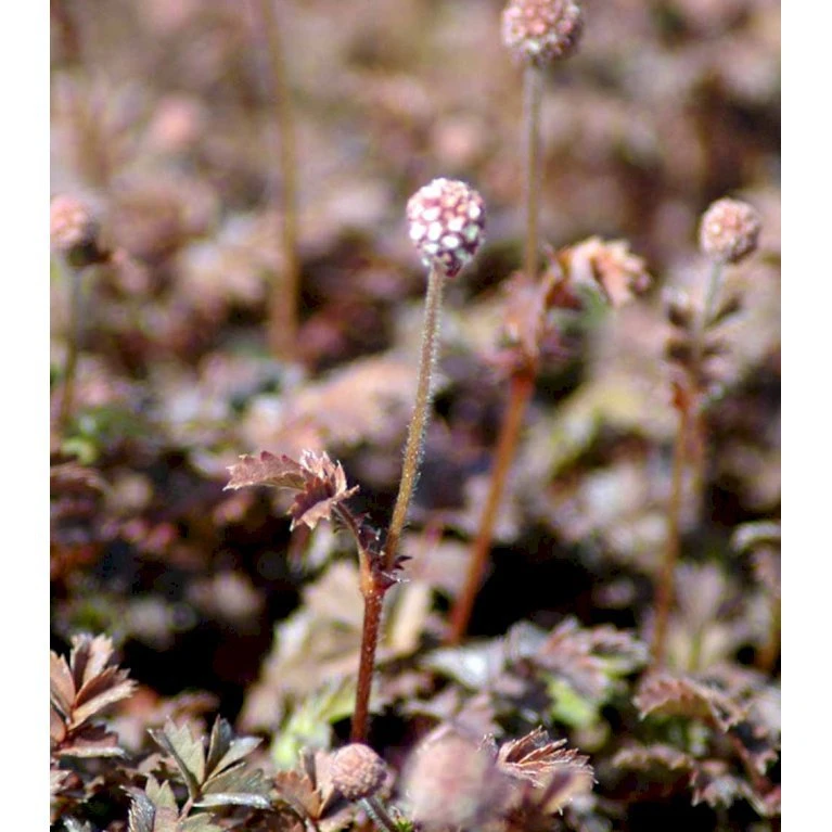 New Zealandsk Tornnød 'Kupferteppich' Acaena Microphylla 'Kupferteppich' 10 Cm. Potte 5 New Zealandsk Tornnød 'Kupferteppich' Acaena Microphylla 'Kupferteppich' 10 Cm. Potte - Billede 3
