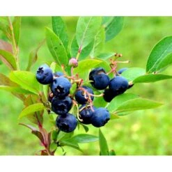 Storfrugtet Blåbær 'Reka' Vaccinium Corymbosum 'Reka' Potte 2,5 Liter, - 25-30 Cm. -Montoz Butik mi5241 vaccinium corymbosum reka 2da6