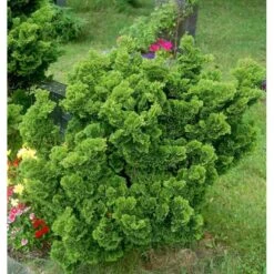 Solcypres 'Nana Gracilis' Chamaecyparis Obtusa 'Nana Gracilis' Potte 2,0 Liter,- 12-15 Cm. -Montoz Butik mi526 chamaecyparis obtusa nana gracilis 5bb8