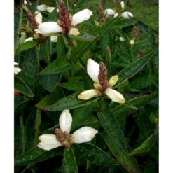 Duehoved 'Alba' Chelone Obliqua 'Alba' 1 Liter Potte -Montoz Butik mi530 chelone obliqua alba ab5e