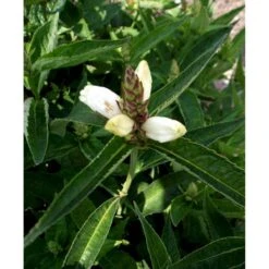 Duehoved 'Alba' Chelone Obliqua 'Alba' 1 Liter Potte