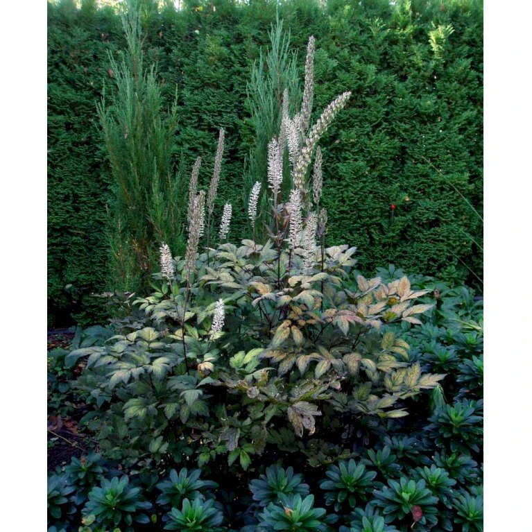 Sølvlys 'Brunette' Actaea Simplex 'Brunette' 1 Liter Potte 6 Sølvlys 'Brunette' Actaea Simplex 'Brunette' 1 Liter Potte - Billede 4