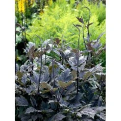 Sølvlys 'Brunette' Actaea Simplex 'Brunette' 1 Liter Potte 11 Sølvlys 'Brunette' Actaea Simplex 'Brunette' 1 Liter Potte -Montoz Butik mi535 cimicifuga ramosa brunette cb2c