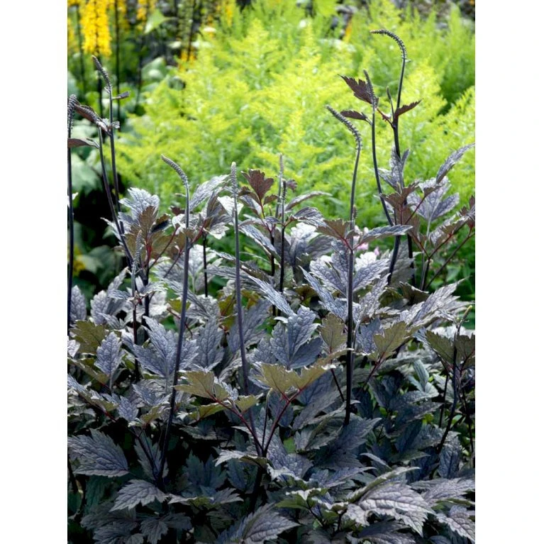 Sølvlys 'Brunette' Actaea Simplex 'Brunette' 1 Liter Potte 7 Sølvlys 'Brunette' Actaea Simplex 'Brunette' 1 Liter Potte - Billede 5