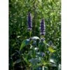 Anis Isop 'Black Adder' Agastache Hybrid 'Black Adder' 1 Liter Potte 1 Anis Isop 'Black Adder' Agastache Hybrid 'Black Adder' 1 Liter Potte -Montoz Butik mi5390 indianermynte black adder 02c8