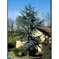 Libanon Ceder 'Glauca' Cedrus Libani 'Glauca' Potte 15 Liter,- 125-150 Cm. -Montoz Butik mi5432 cedrus libani nana 16f2