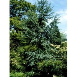 Libanon Ceder 'Glauca' Cedrus Libani 'Glauca' Potte 15 Liter,- 125-150 Cm. -Montoz Butik mi5432 cedrus libani nana 53c5