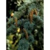 Libanon Ceder 'Glauca' Cedrus Libani 'Glauca' Potte 15 Liter,- 125-150 Cm. -Montoz Butik mi5432 cedrus libani nana 65ff