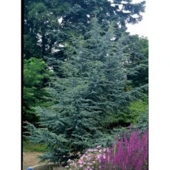 Libanon Ceder 'Glauca' Cedrus Libani 'Glauca' Potte 15 Liter,- 125-150 Cm. -Montoz Butik mi5432 cedrus libani nana dfb6