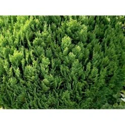 Ædelcypres 'Globosa' Chamaecyparis Lawsoniana 'Globosa' Potte 3,0 Liter,- 30-40 Cm. 9 Ædelcypres 'Globosa' Chamaecyparis Lawsoniana 'Globosa' Potte 3,0 Liter,- 30-40 Cm. -Montoz Butik mi5479 chamaecyparis laws globosa edab