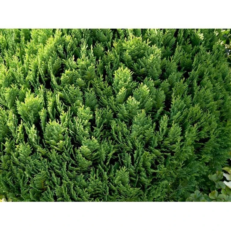 Ædelcypres 'Globosa' Chamaecyparis Lawsoniana 'Globosa' Potte 3,0 Liter,- 30-40 Cm. 6 Ædelcypres 'Globosa' Chamaecyparis Lawsoniana 'Globosa' Potte 3,0 Liter,- 30-40 Cm. - Billede 4