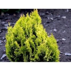 Dværg Ædelcypres 'Minima Aurea' Chamaecyparis Lawsoniana 'Minima Aurea' Potte 3,0 Liter,- 25-30 Cm. -Montoz Butik mi5500 chamaecyparis laws minima aurea 2fec